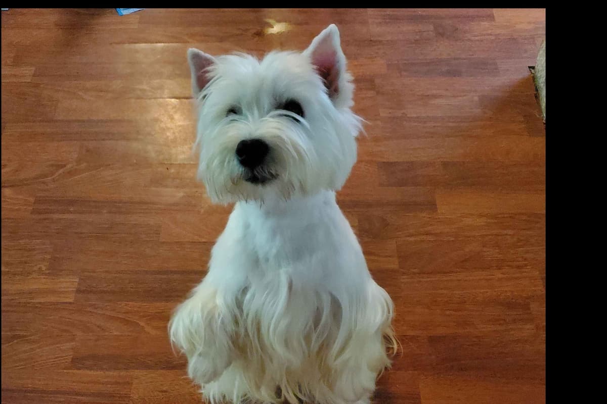 West Highland White Terrier- Champion Bloodlines breeder image 54