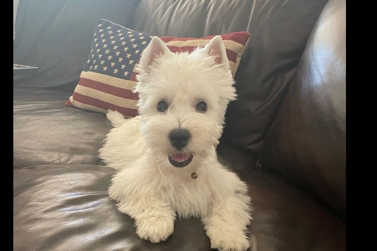 West Highland White Terrier- Champion Bloodlines breeder image 55
