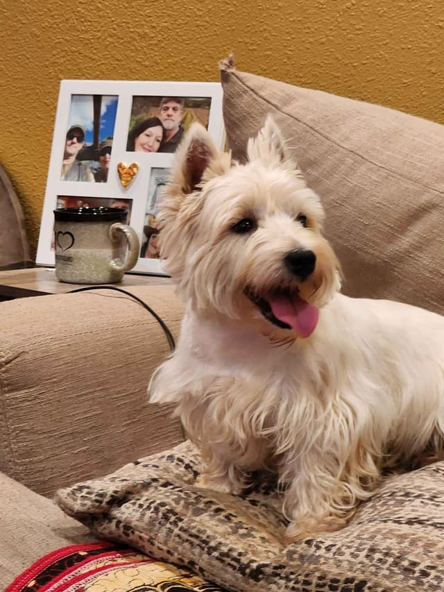 West Highland White Terrier- Champion Bloodlines media 13