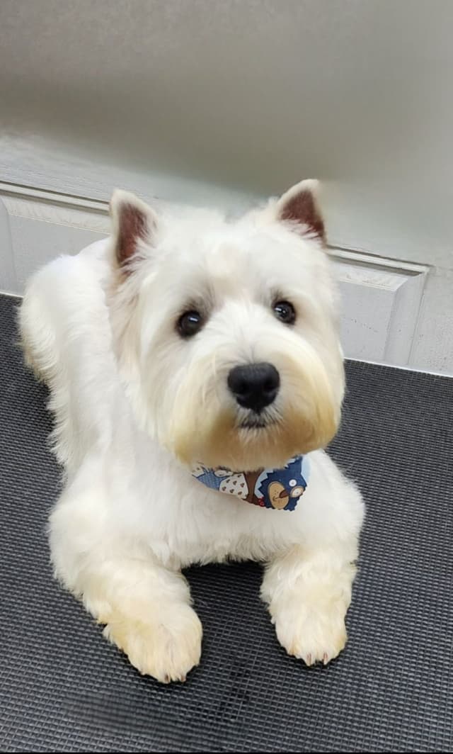West Highland White Terrier- Champion Bloodlines media 14