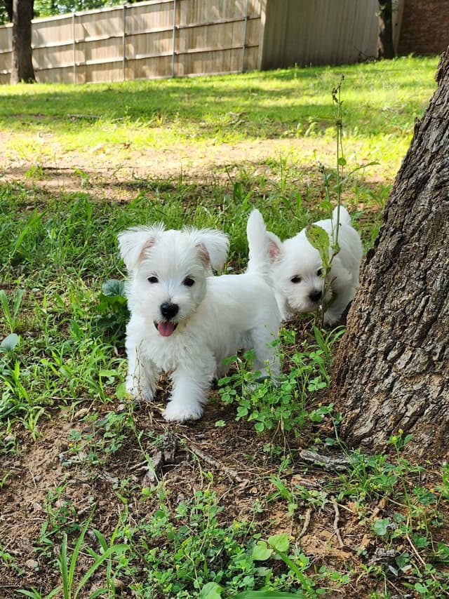 West Highland White Terrier- Champion Bloodlines media 8