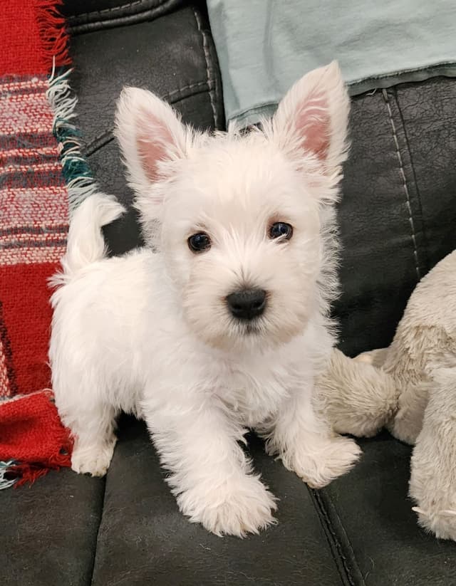 West Highland White Terrier- Champion Bloodlines media 10