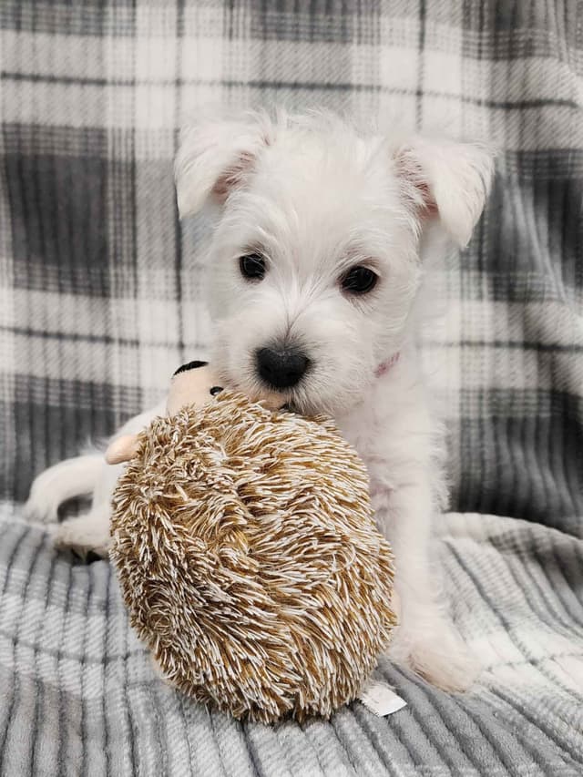West Highland White Terrier- Champion Bloodlines media 11