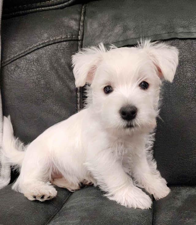 West Highland White Terrier- Champion Bloodlines media 12