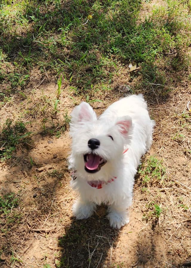 West Highland White Terrier- Champion Bloodlines media 6
