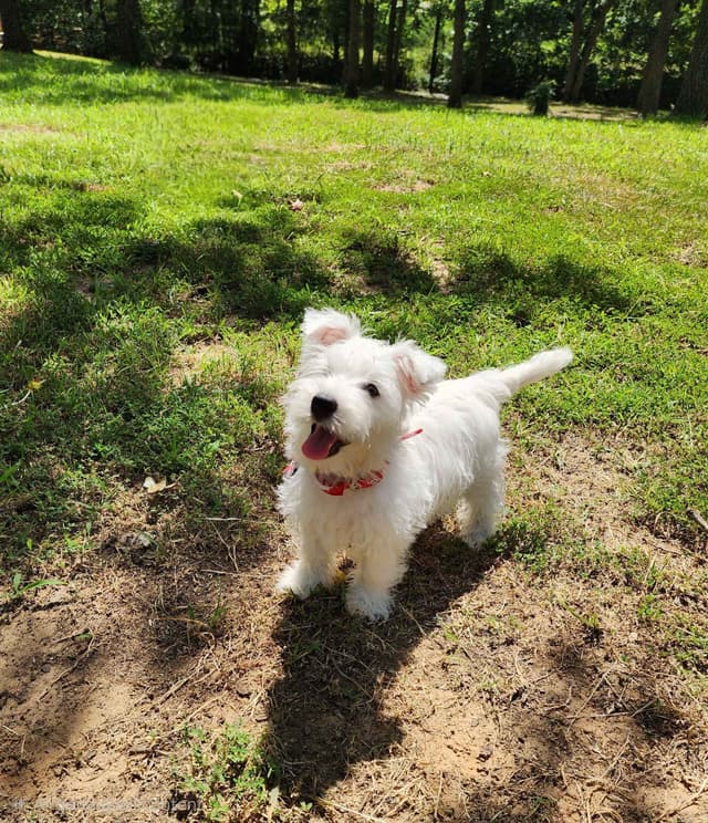 West Highland White Terrier- Champion Bloodlines media 4