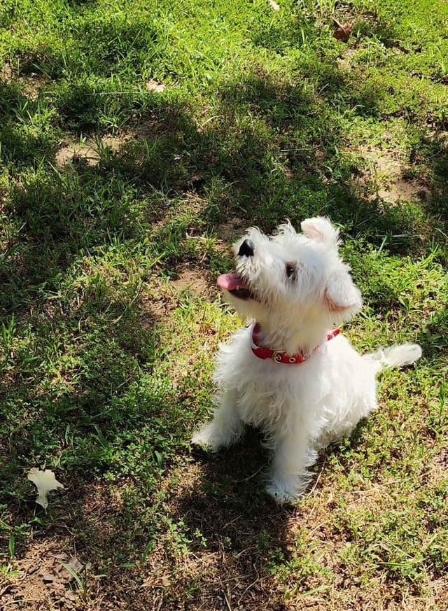 West Highland White Terrier- Champion Bloodlines media 3