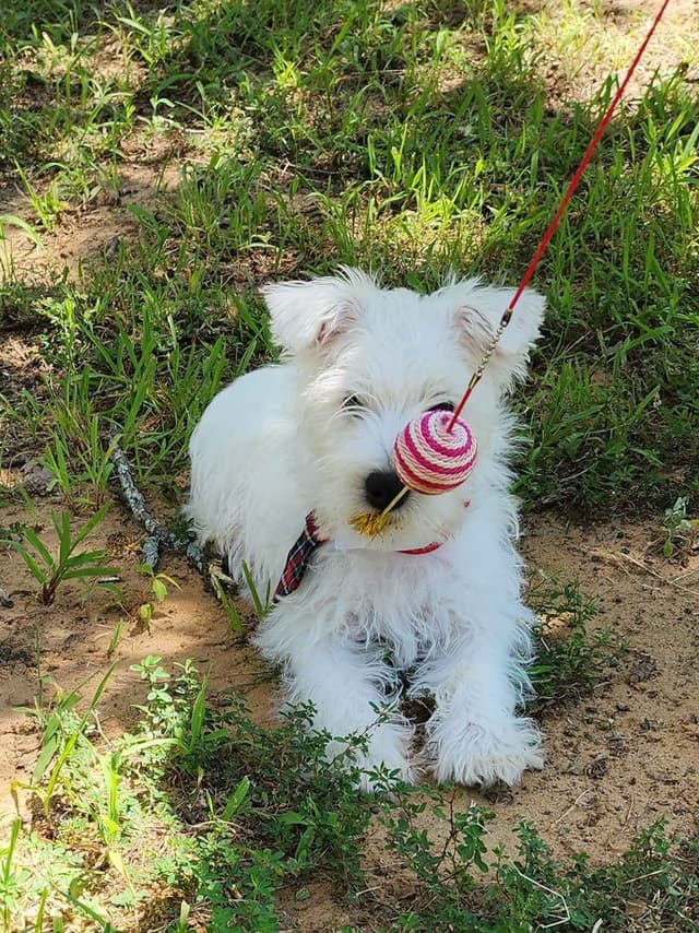 West Highland White Terrier- Champion Bloodlines media 7