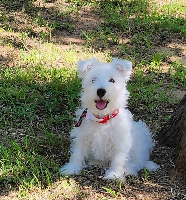 West Highland White Terrier- Champion Bloodlines media 5