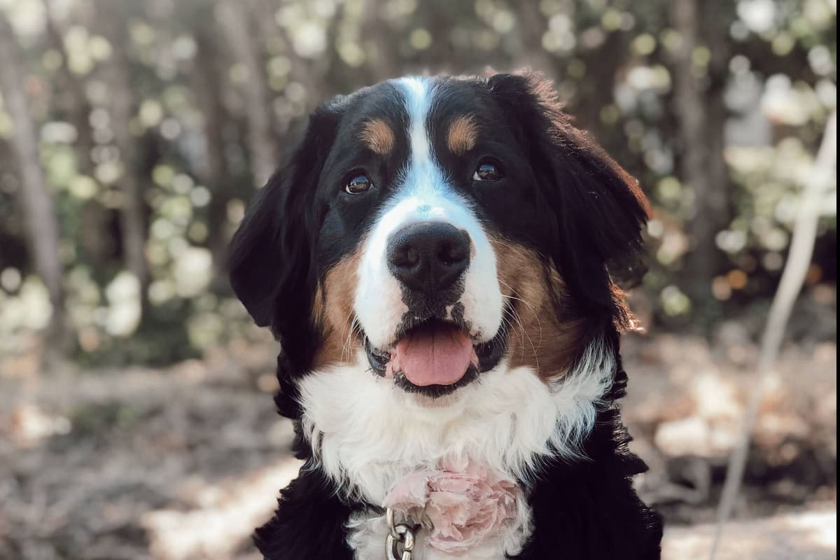 Bernese Mountain Dog Puppies breeder image 1