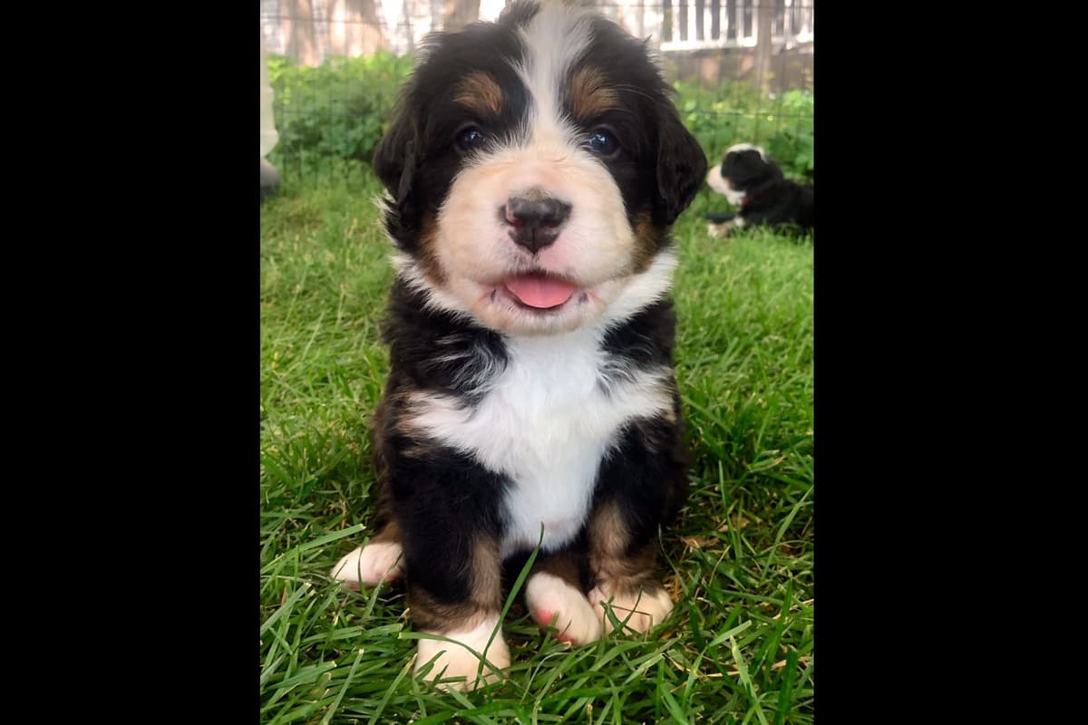 Bernese Mountain Dog Puppies breeder image 3