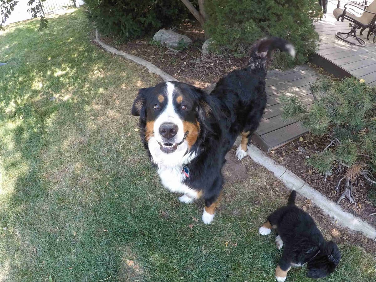 Bernese Mountain Dog Puppies breeder image 4