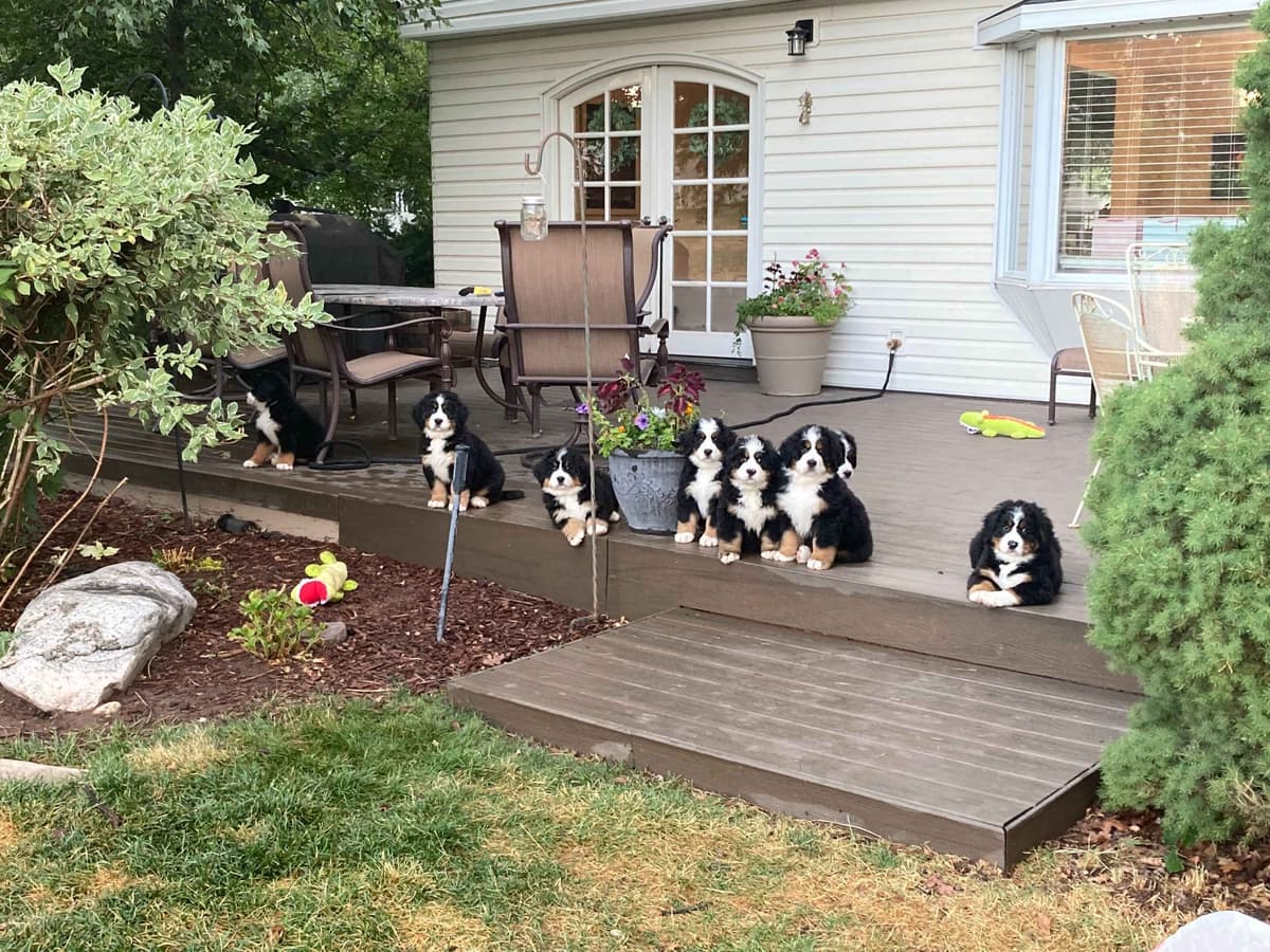 Bernese Mountain Dog Puppies breeder image 5