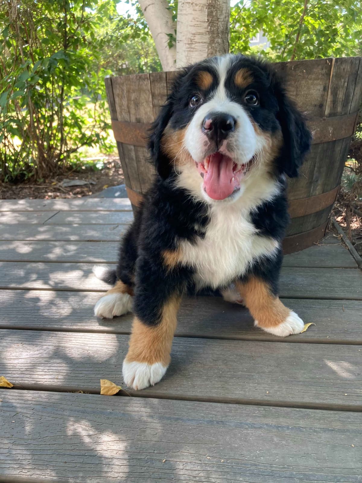 Bernese Mountain Dog Puppies breeder image 6