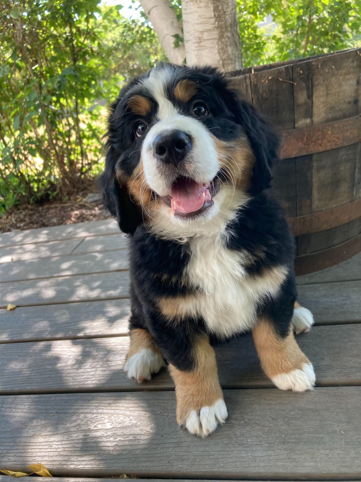 Bernese Mountain Dog Puppies breeder image 8