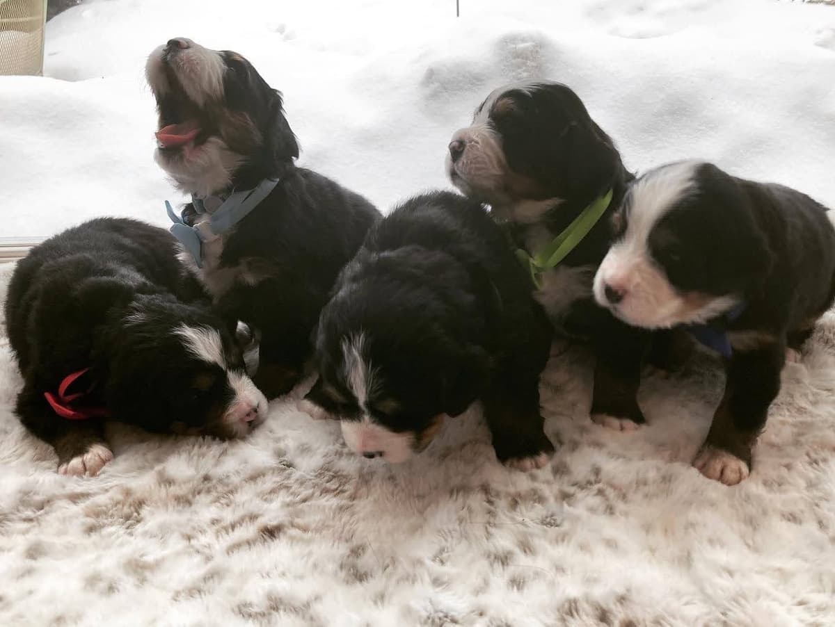 Bernese Mountain Dog Puppies breeder image 9