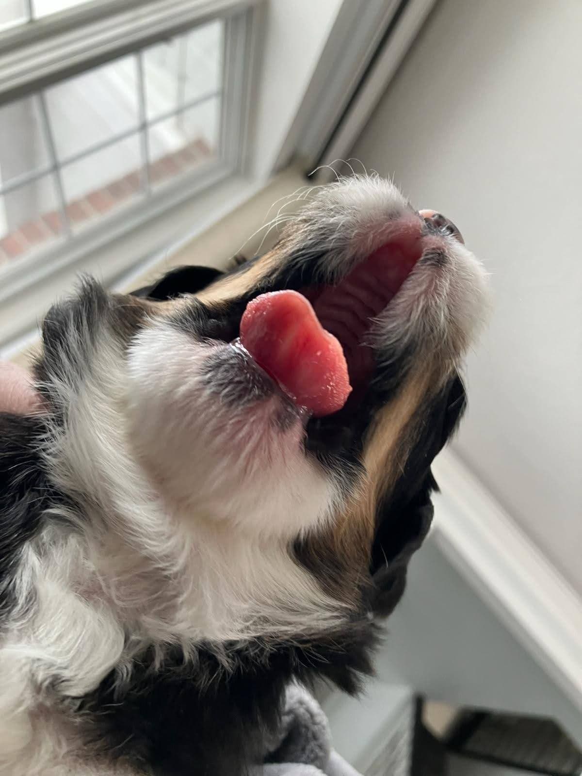 Bernese Mountain Dog Puppies breeder image 10