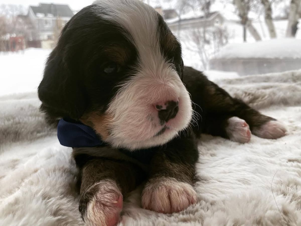 Bernese Mountain Dog Puppies breeder image 11