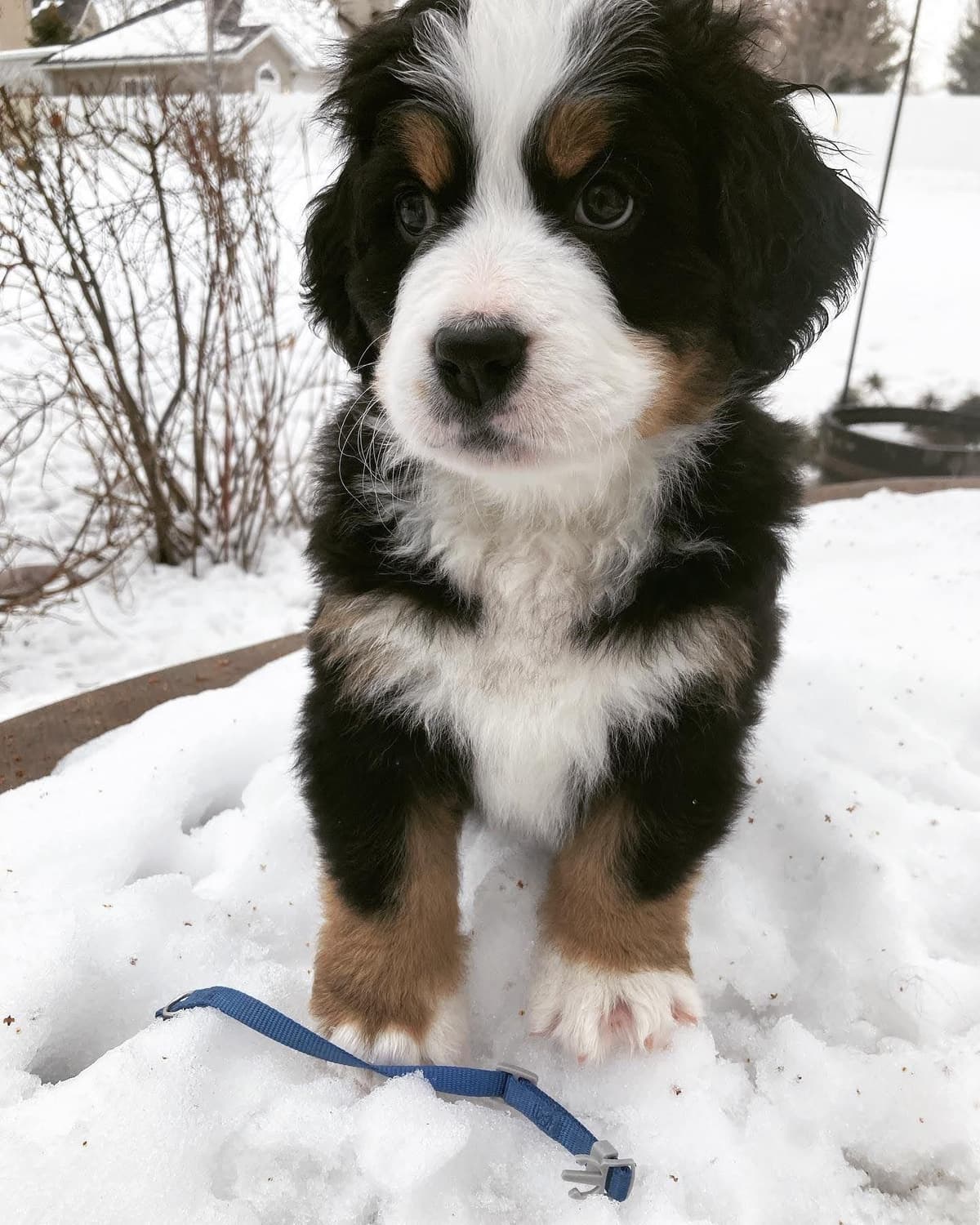 Bernese Mountain Dog Puppies breeder image 13