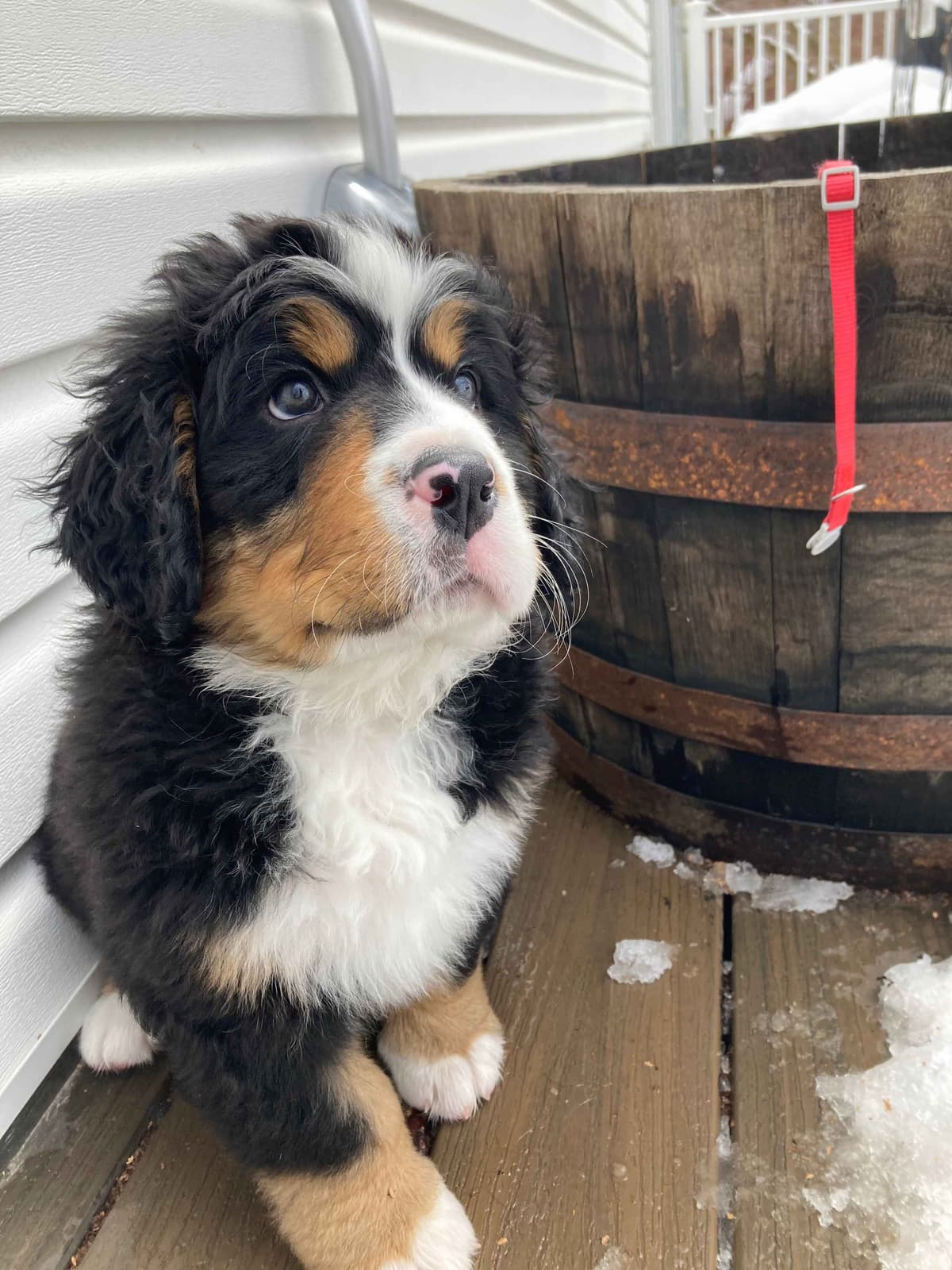Bernese Mountain Dog Puppies breeder image 15