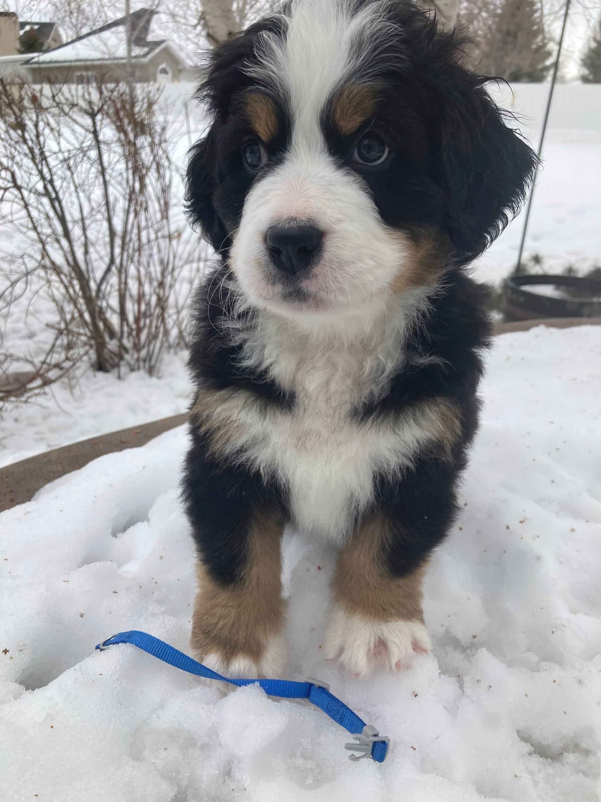 Bernese Mountain Dog Puppies breeder image 17