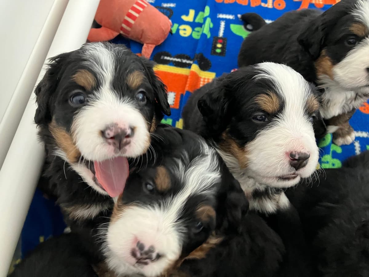 Bernese Mountain Dog Puppies breeder image 14