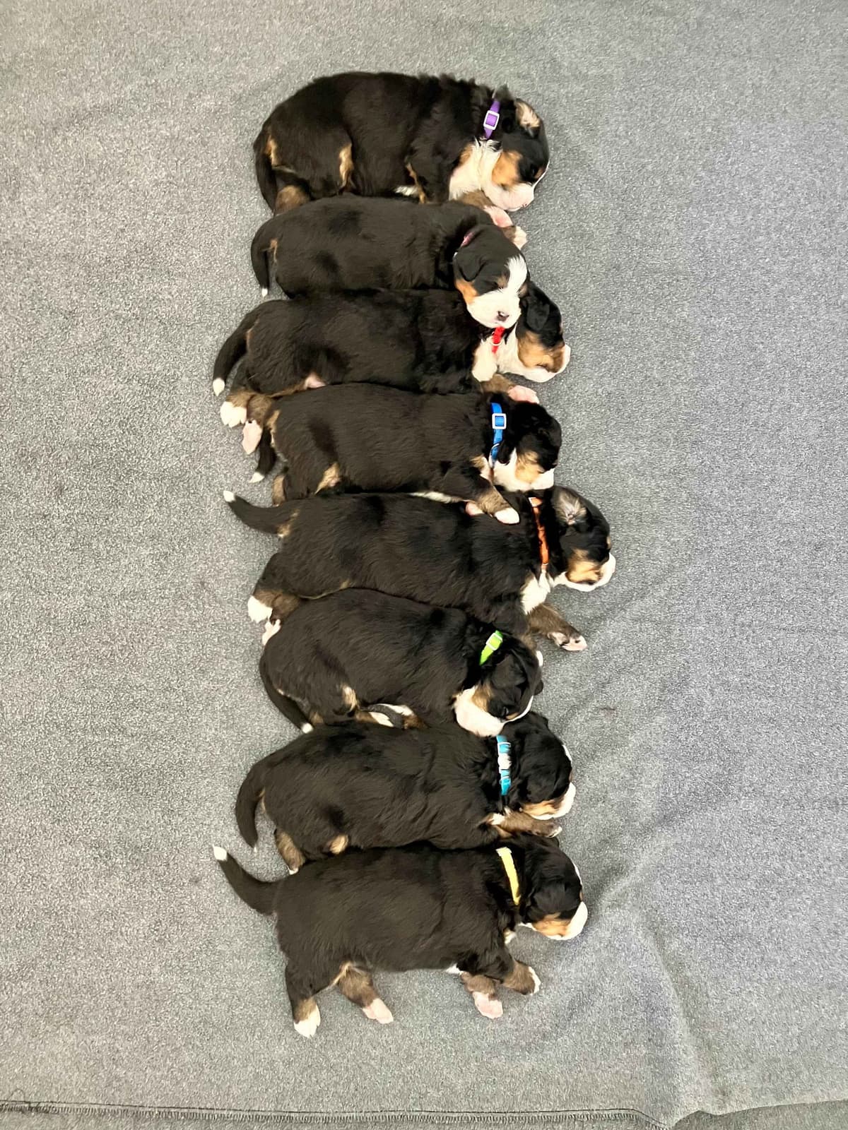 Bernese Mountain Dog Puppies breeder image 19