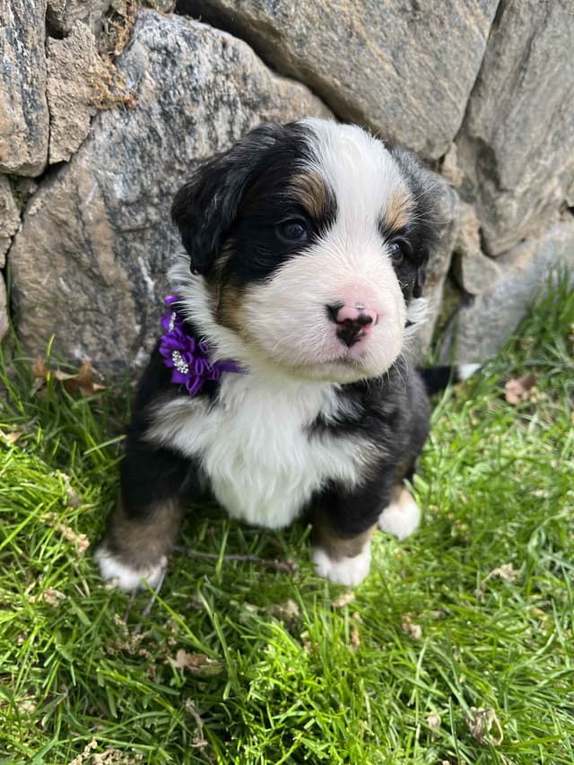 Bernese Mountain Dog Puppies media 2