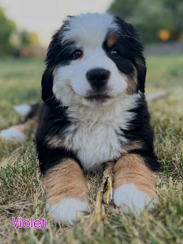 Bernese Mountain Dog Puppies media 5