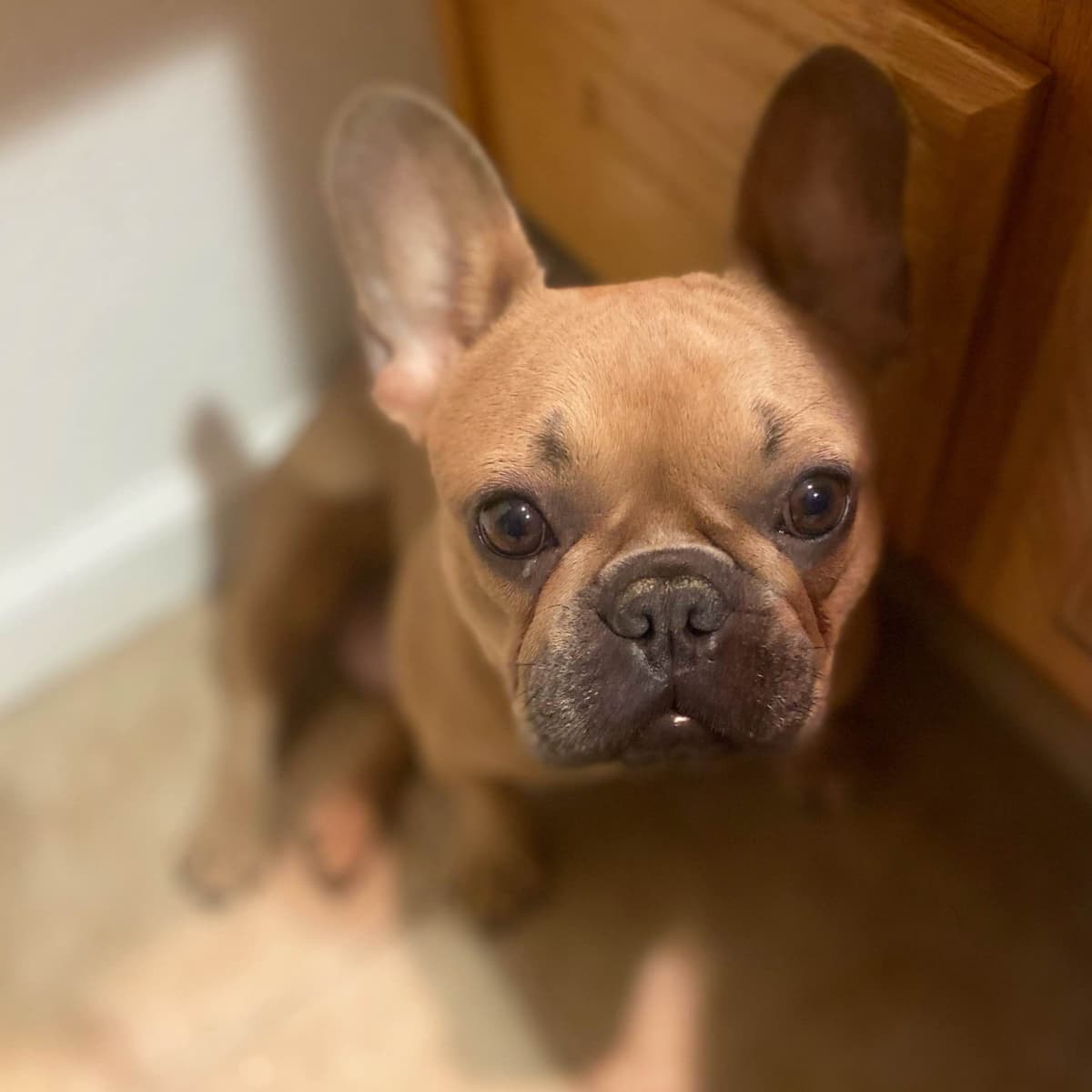 French Bulldog Puppies breeder image 1