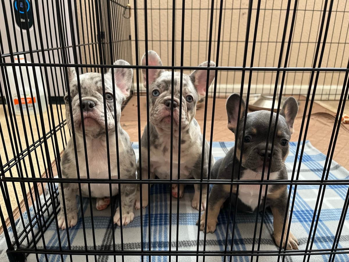 French Bulldog Puppies breeder image 2