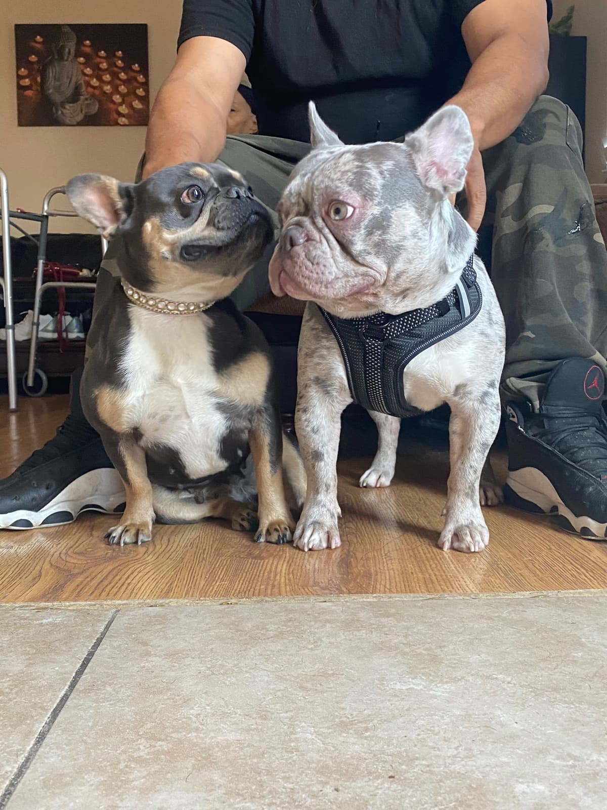 French Bulldog Puppies breeder image 4