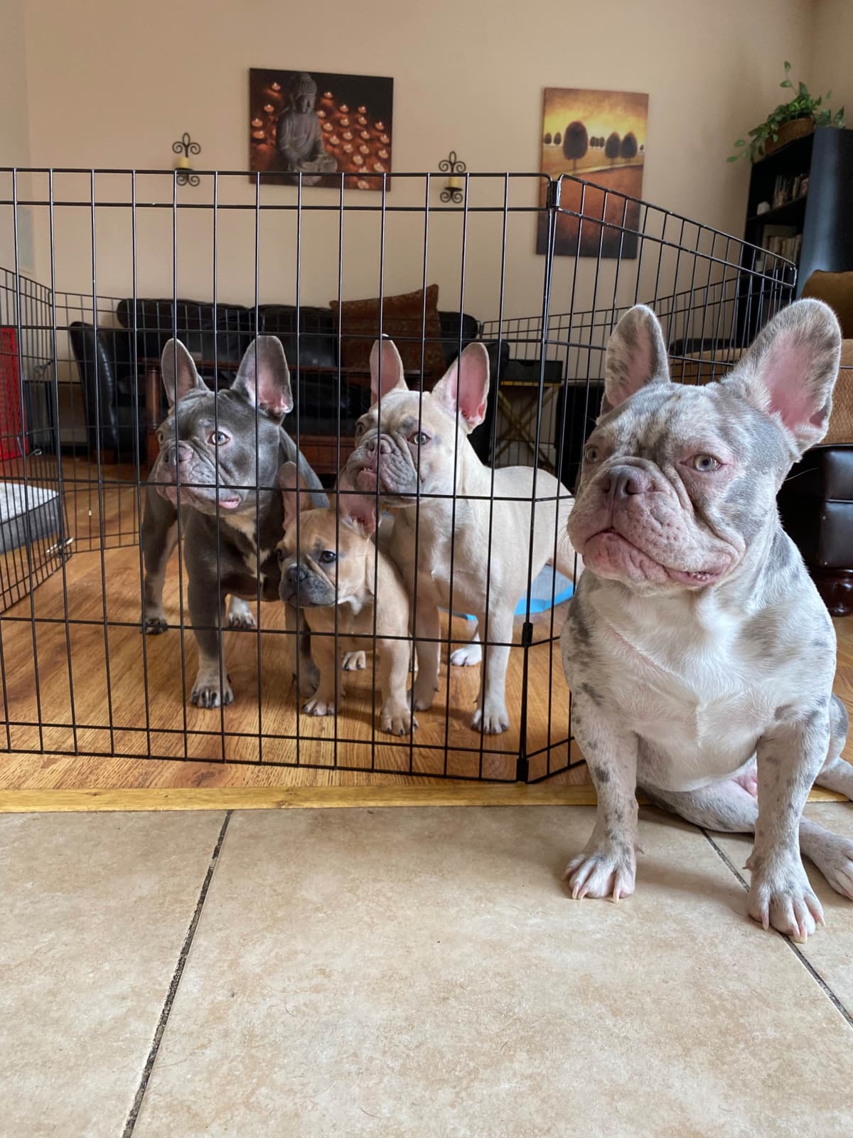 French Bulldog Puppies breeder image 5