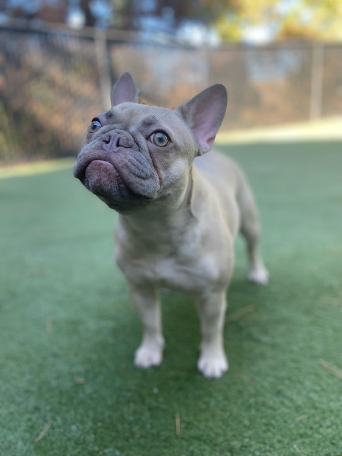 French Bulldog Puppies breeder image 6