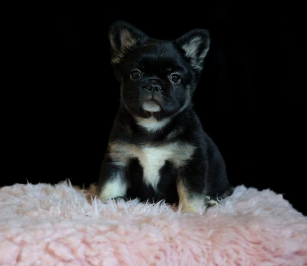 French Bulldog Puppies breeder image 8