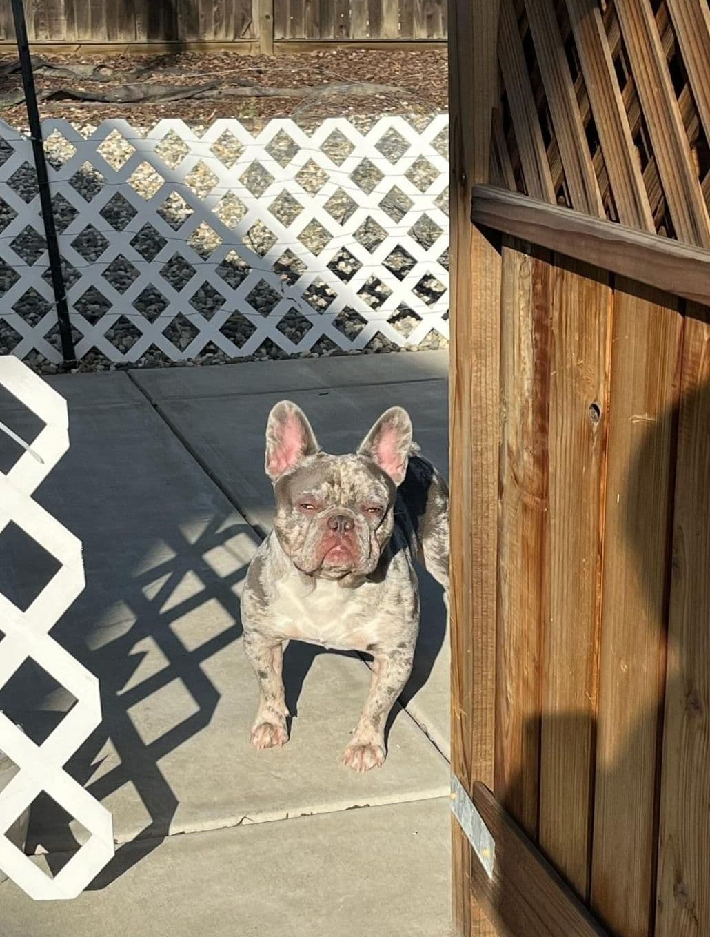 French Bulldog Puppies breeder image 7