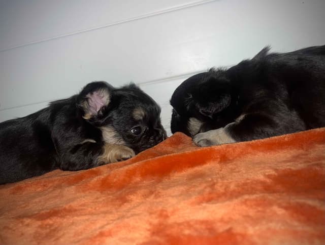 French Bulldog Puppies media 2