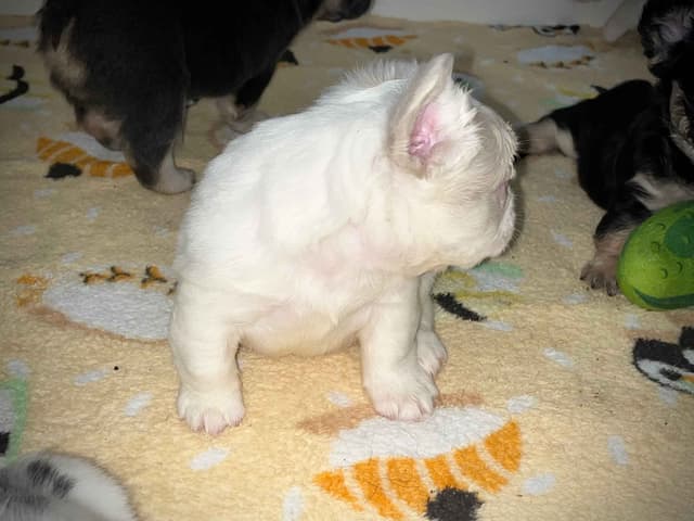 French Bulldog Puppies media 3