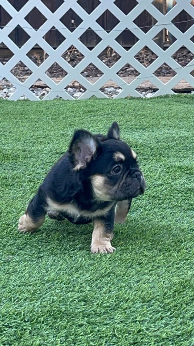 French Bulldog Puppies media 5