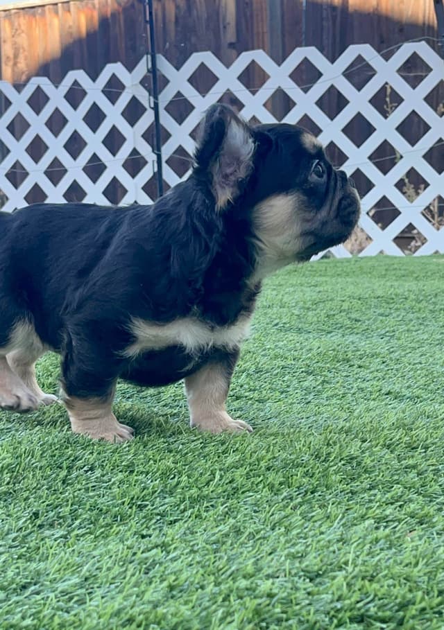French Bulldog Puppies media 6