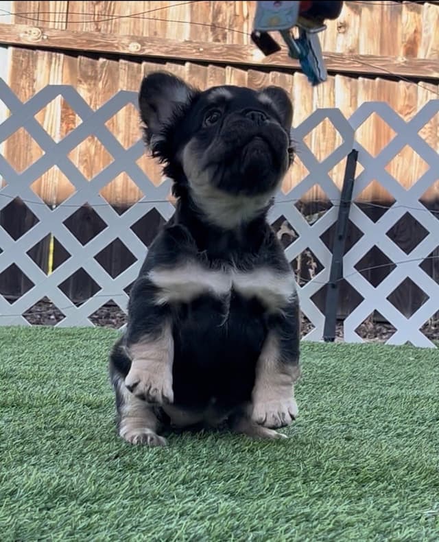 French Bulldog Puppies media 4