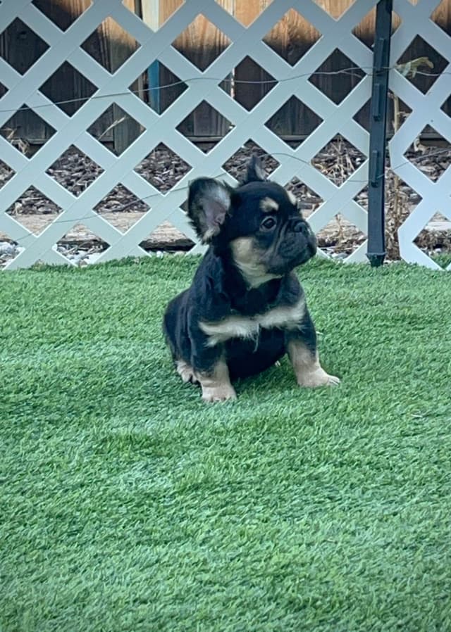 French Bulldog Puppies media 7