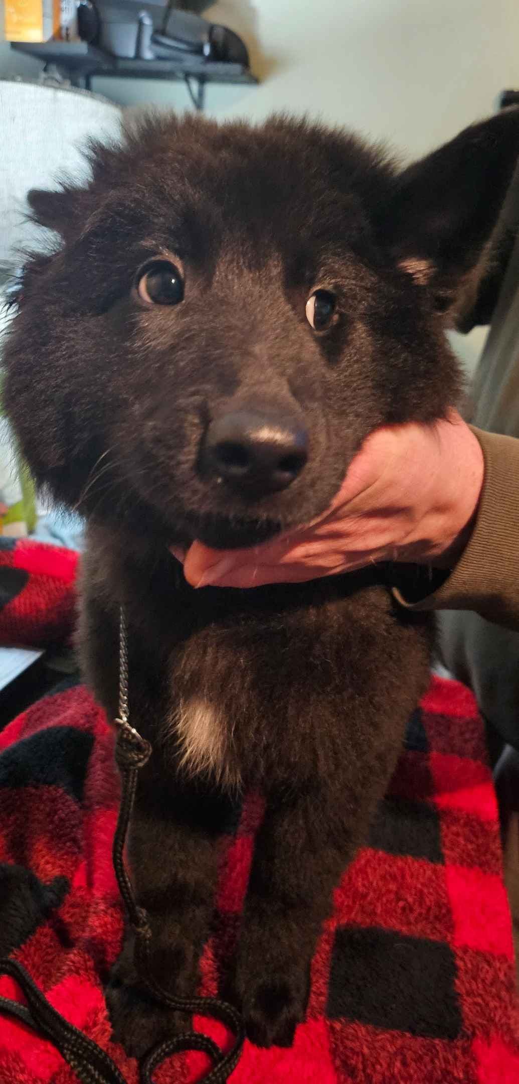 Belgian Sheepdog Puppies breeder image 4