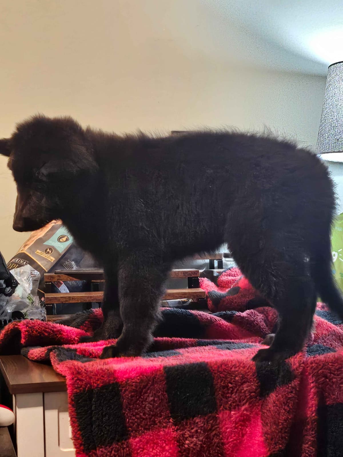 Belgian Sheepdog Puppies breeder image 6