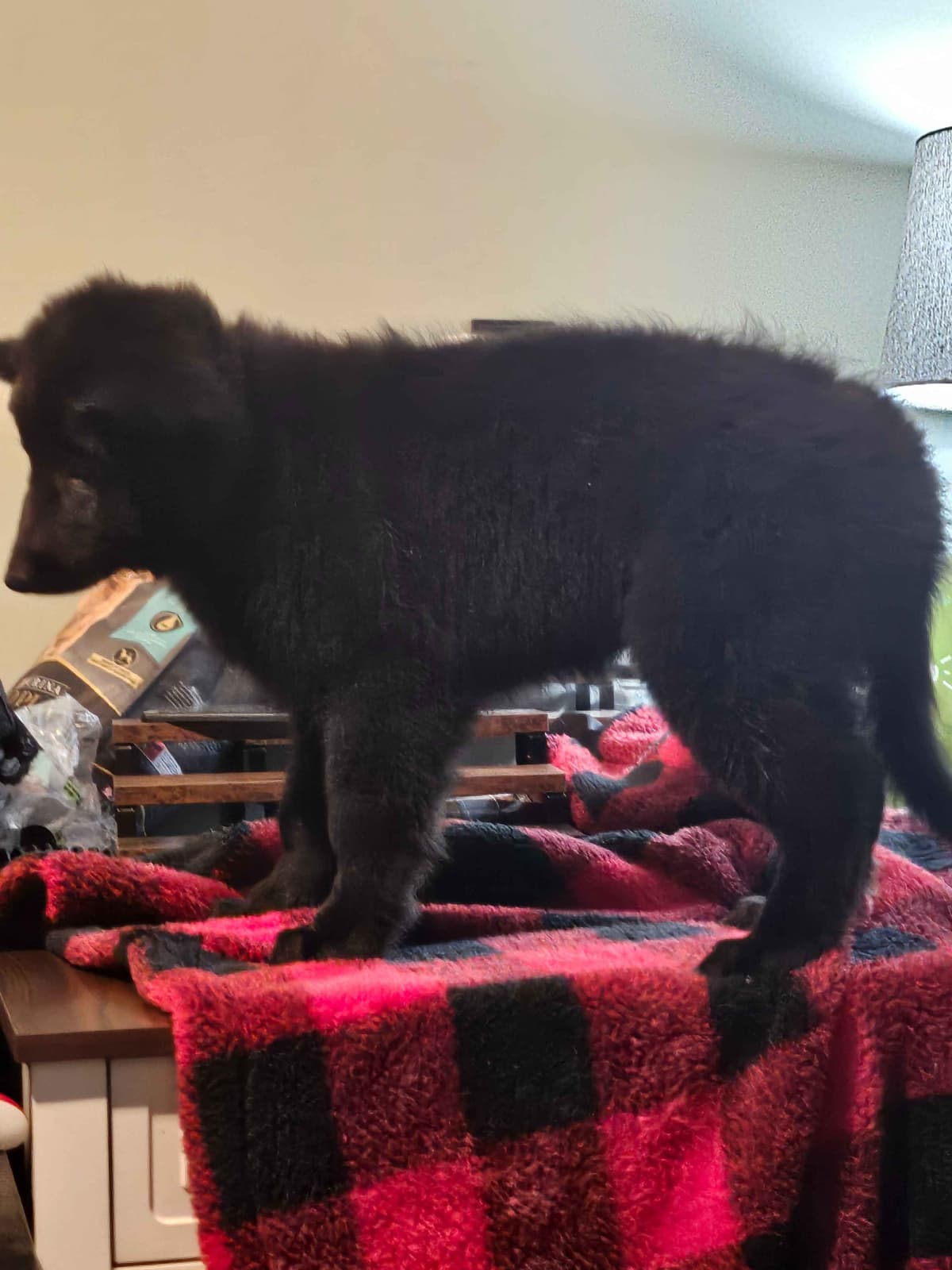 Belgian Sheepdog Puppies breeder image 5