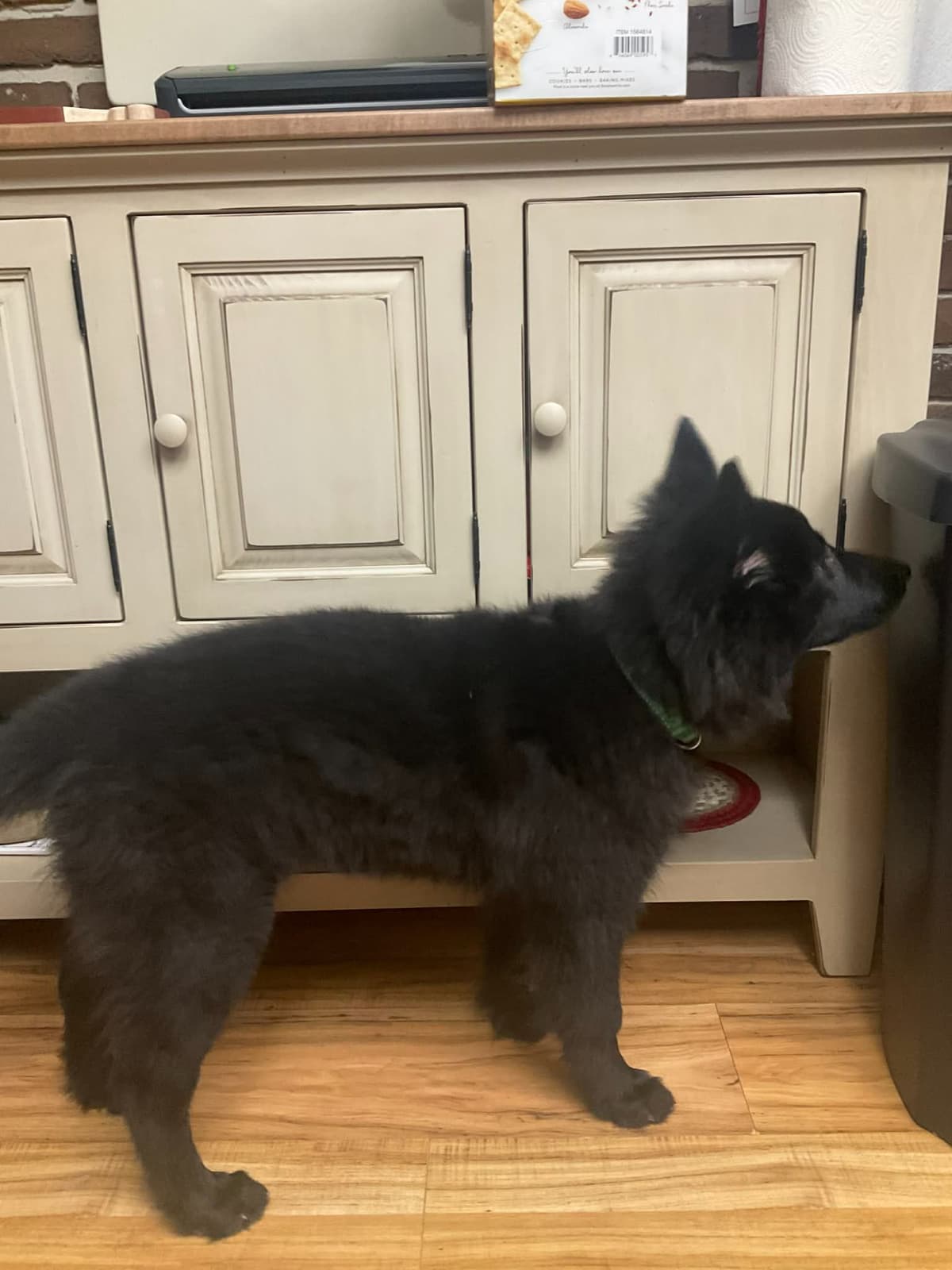 Belgian Sheepdog Puppies breeder image 8