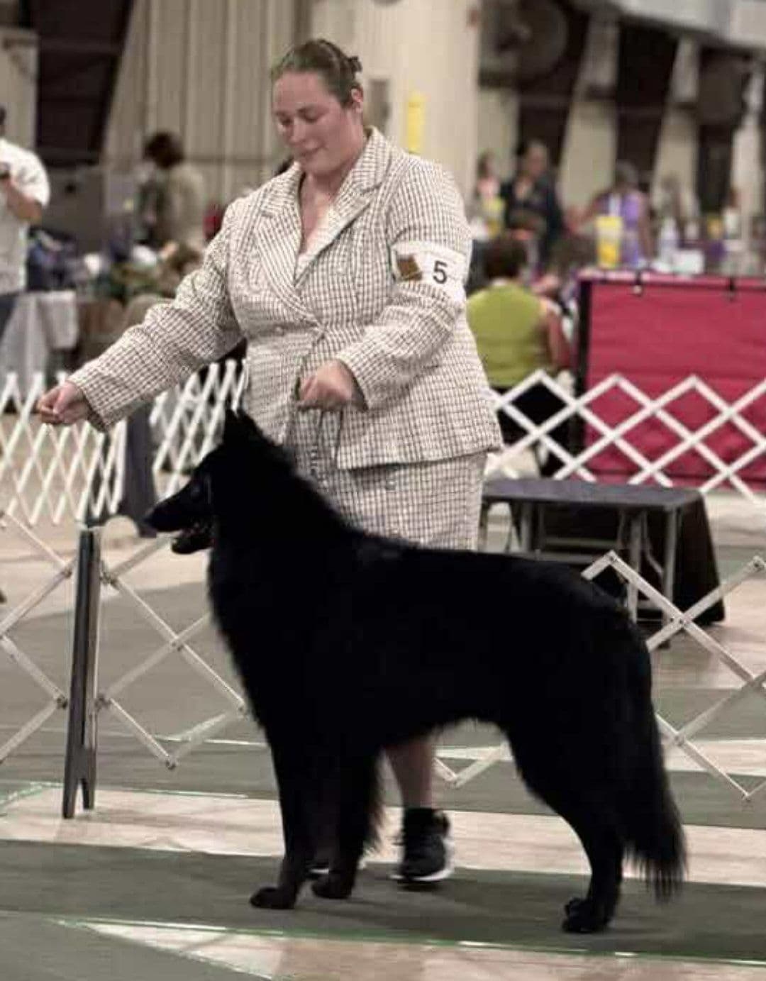 Belgian Sheepdog Puppies breeder image 10
