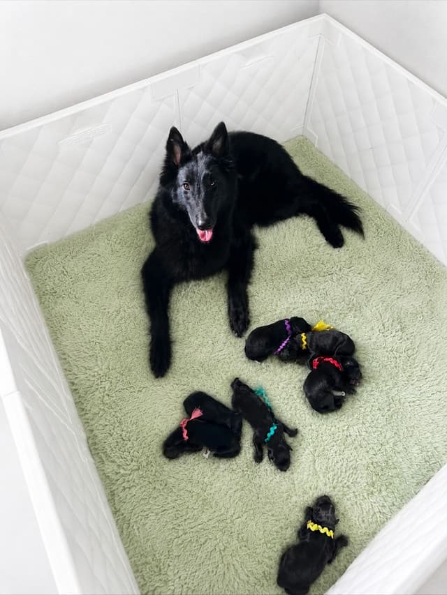 Belgian Sheepdog Puppies media 2