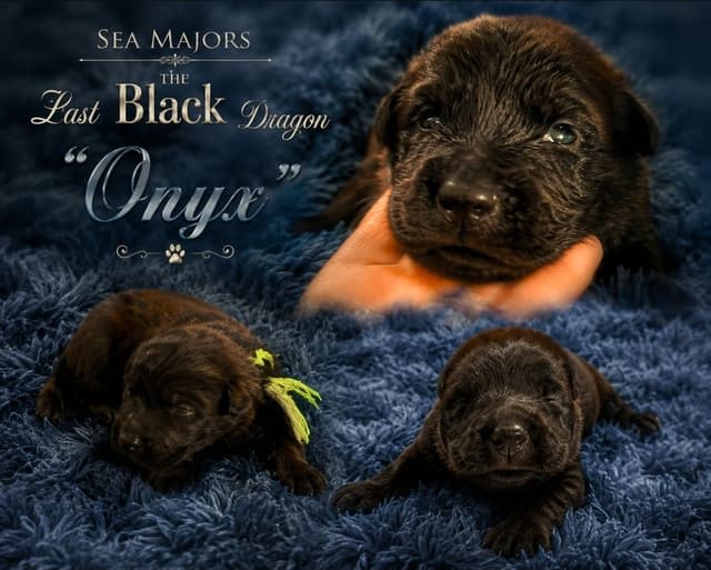 Belgian Sheepdog Puppies media 3