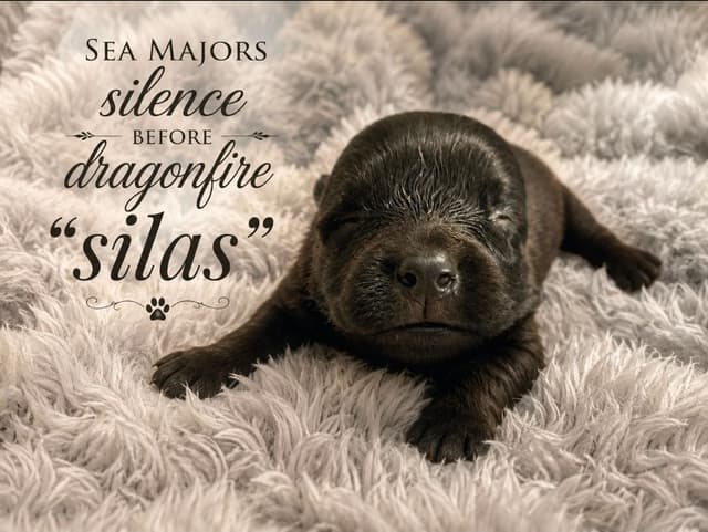 Belgian Sheepdog Puppies media 4